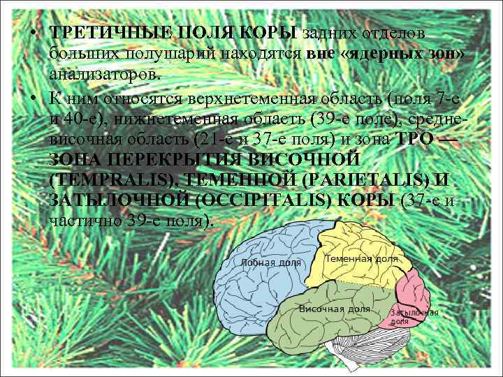  • ТРЕТИЧНЫЕ ПОЛЯ КОРЫ задних отделов больших полушарий находятся вне «ядерных зон» анализаторов.