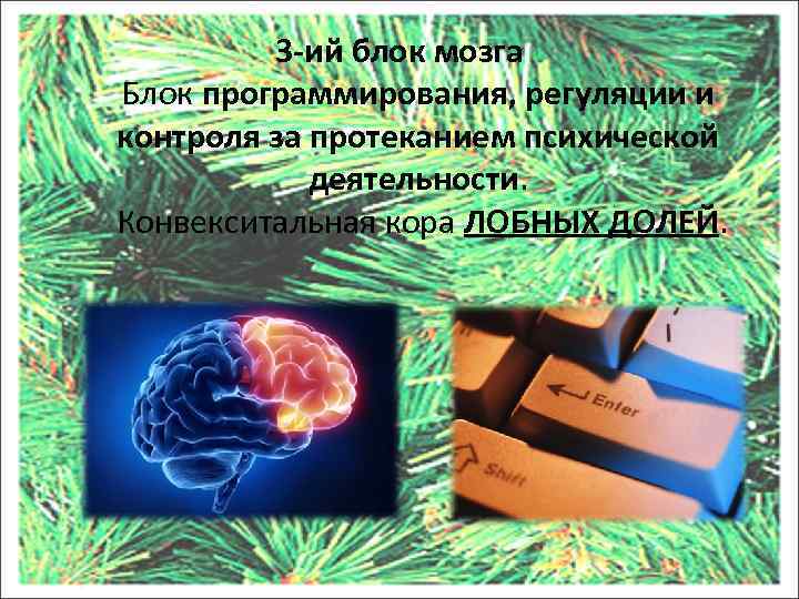 3 -ий блок мозга Блок программирования, регуляции и контроля за протеканием психической деятельности. Конвекситальная