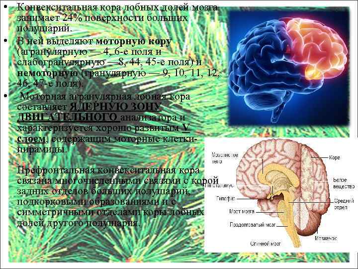 Образование в лобной доле. Конвекситальные отделы головного мозга. Конвекситальная поверхность коры головного мозга.