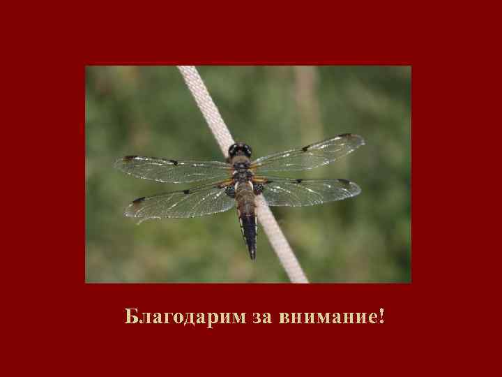 Благодарим за внимание! 