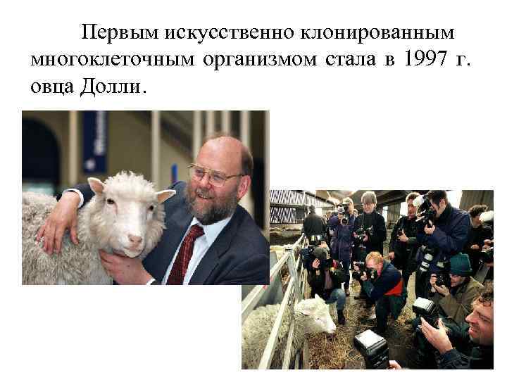 Первым искусственно клонированным многоклеточным организмом стала в 1997 г. овца Долли. 