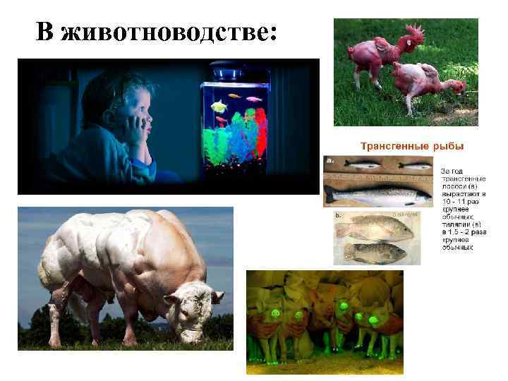 В животноводстве: 