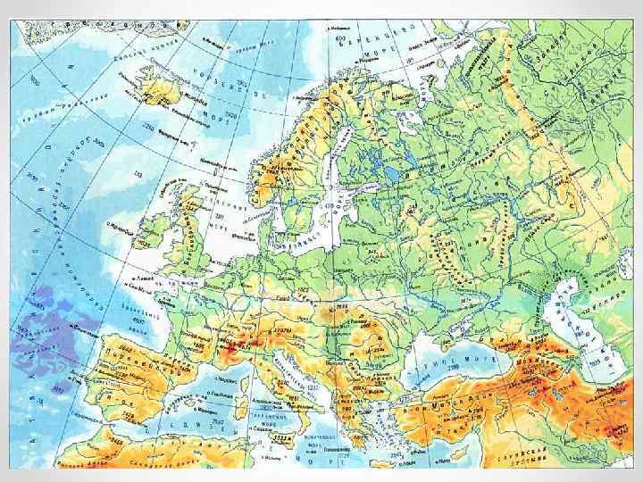 ЖИВОТНЫЙ МИР ВЕЛИКОБРИТАНИИ Лягушка 