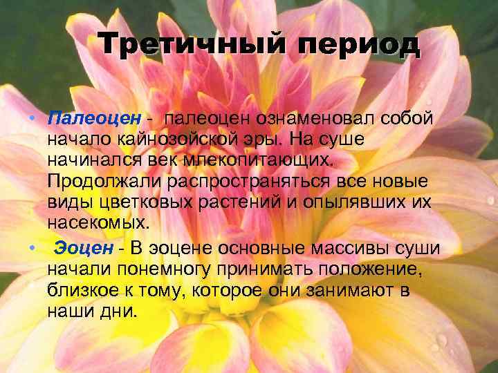 Третичный период • Палеоцен - палеоцен ознаменовал собой начало кайнозойской эры. На суше начинался
