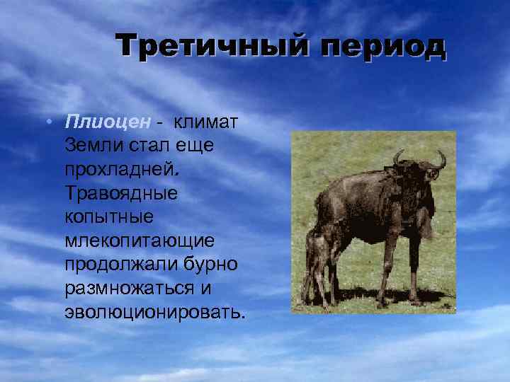 Третичный период • Плиоцен - климат Земли стал еще прохладней. Травоядные копытные млекопитающие продолжали