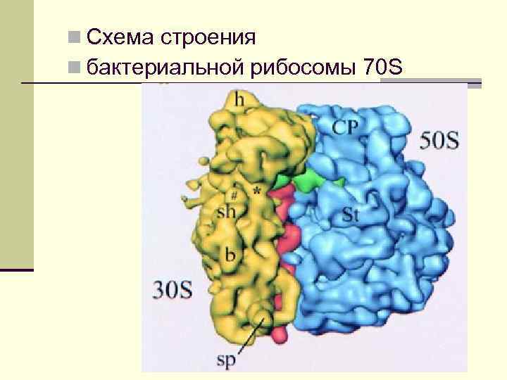 n Схема строения n бактериальной рибосомы 70 S 