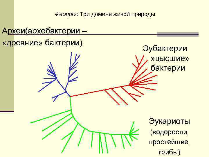 4 вопрос Три домена живой природы Археи(архебактерии – «древние» бактерии) Эубактерии » высшие» бактерии
