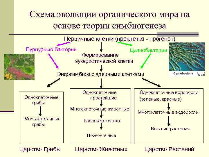 Схема эволюции органического мира на основе теории симбиогенеза Первичные клетки (проклетка - прогенот) Пурпурные