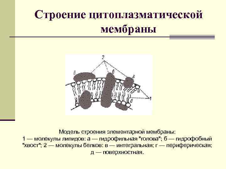 Строение цитоплазматической мембраны Модель строения элементарной мембраны: 1 — молекулы липидов: а — гидрофильная