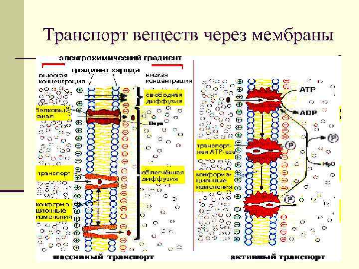 Транспорт веществ через мембраны 