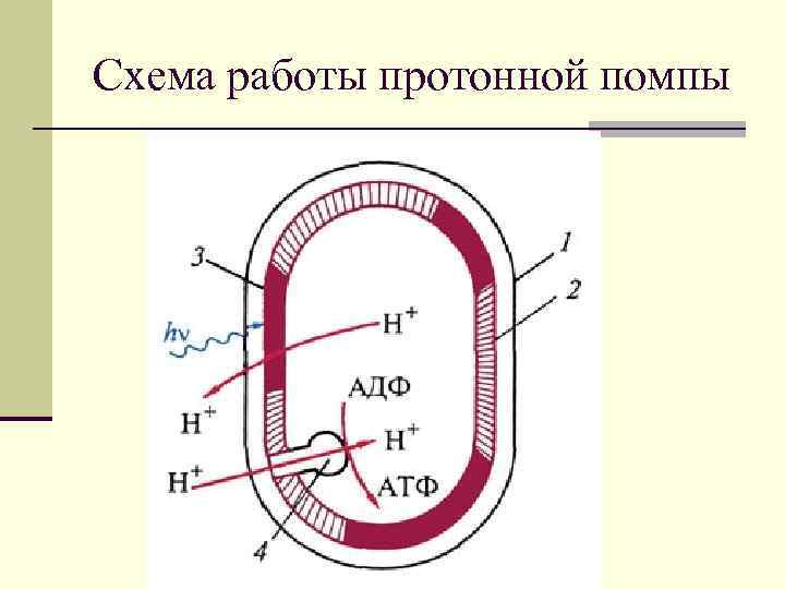 Схема работы протонной помпы 