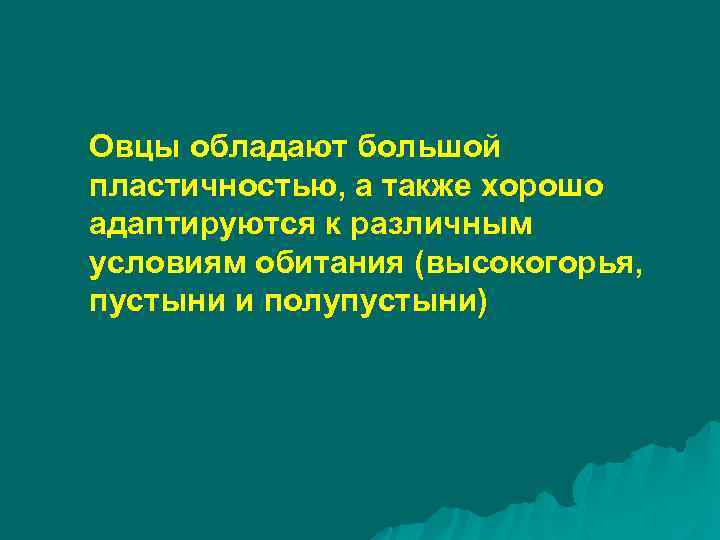 Овцы обладают большой пластичностью, а также хорошо адаптируются к различным условиям обитания (высокогорья, пустыни