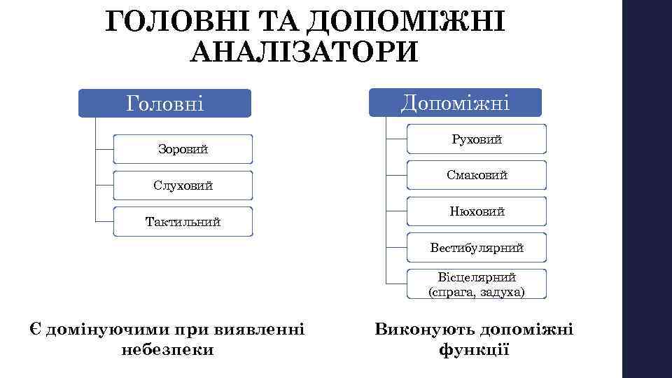 ГОЛОВНІ ТА ДОПОМІЖНІ АНАЛІЗАТОРИ Головні Зоровий Слуховий Тактильний Допоміжні Руховий Смаковий Нюховий Вестибулярний Вісцелярний