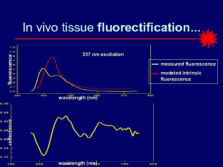 fluorescence In vivo tissue fluorectification. . . 337 nm excitation measured fluorescence modeled intrinsic