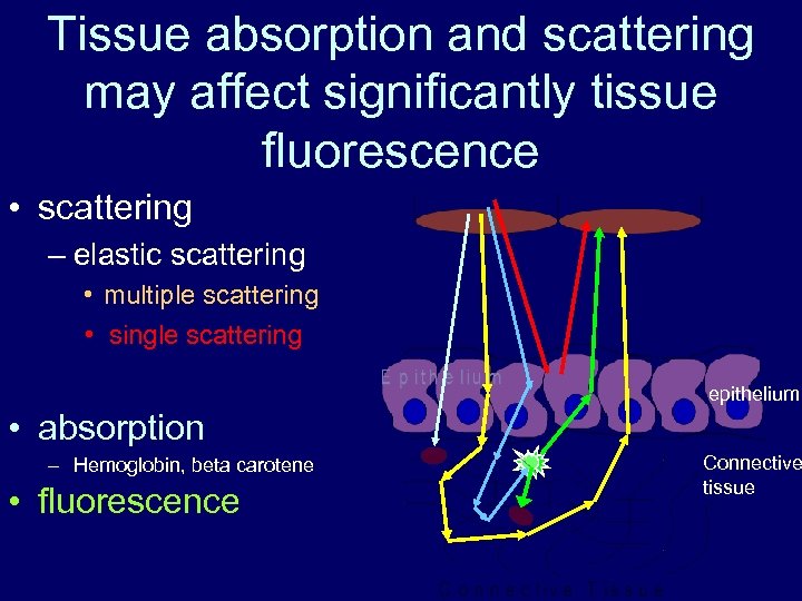 Tissue absorption and scattering may affect significantly tissue fluorescence • scattering – elastic scattering