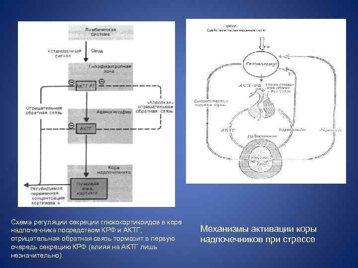 Схема регуляции