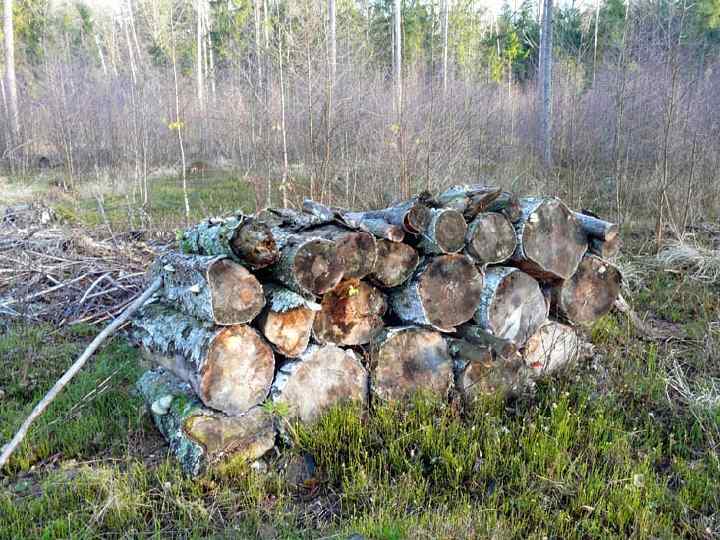  • 1. Нарушение правил санитарной безопасности в лесах • (в ред. Федерального закона