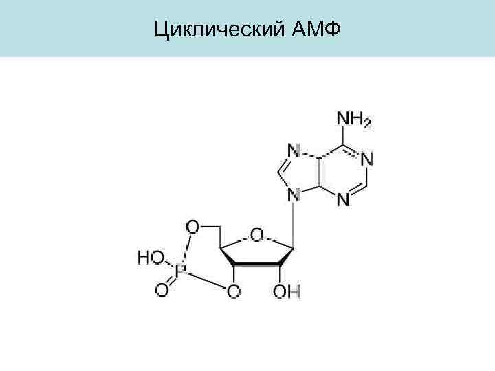 Циклический АМФ 