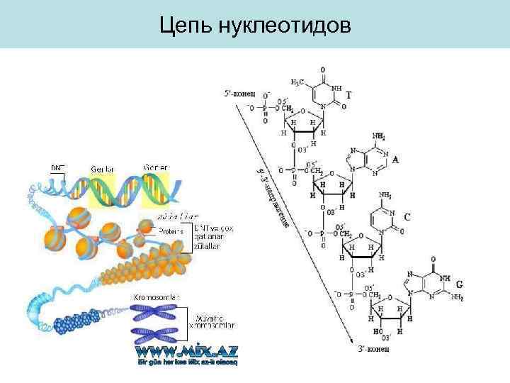 Цепь нуклеотидов 