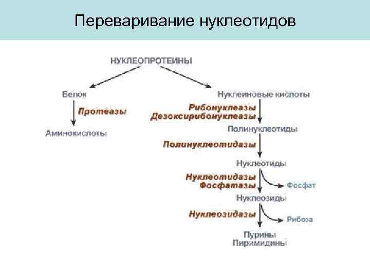 Переваривание нуклеотидов 