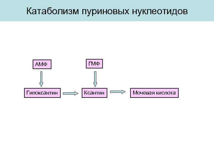 Катаболизм пуриновых нуклеотидов АМФ Гипоксантин Ксантин Мочевая кислота 