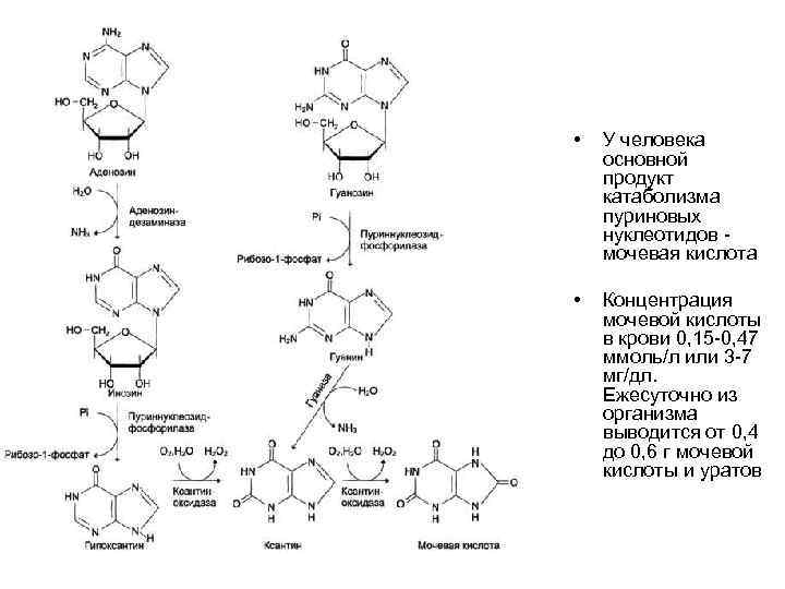 • У человека основной продукт катаболизма пуриновых нуклеотидов мочевая кислота • Концентрация мочевой