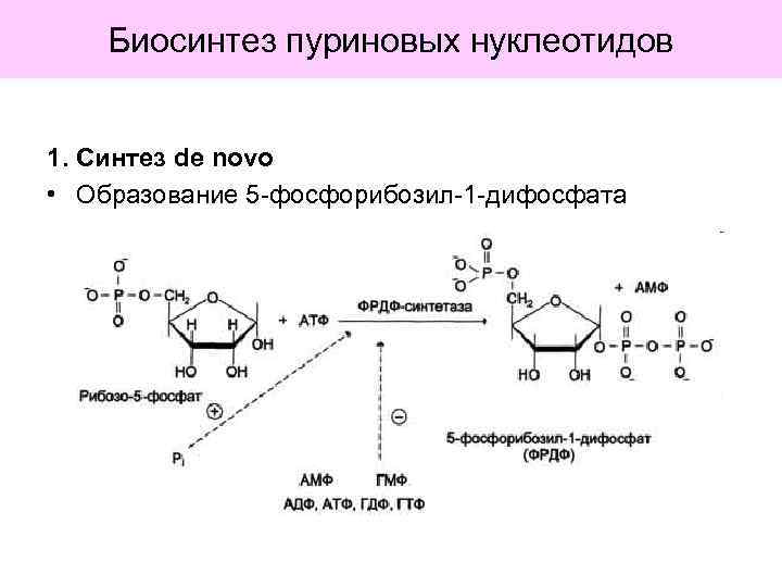 Биосинтез пуриновых нуклеотидов 1. Синтез de novo • Образование 5 -фосфорибозил-1 -дифосфата 