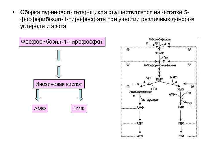  • Сборка пуринового гетероцикла осуществляется на остатке 5 фосфорибозил-1 -пирофосфата при участии различных