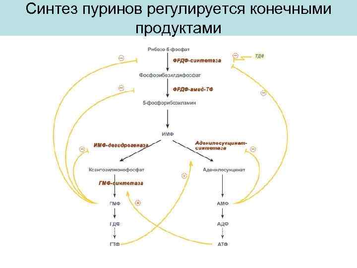 Синтез пуринов регулируется конечными продуктами 