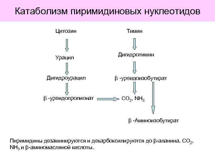 Катаболизм пиримидиновых нуклеотидов Цитозин Урацил Дигидроурацил β -уреидопропионат Тимин Дигидротимин β -уреидоизобутират СО 2,