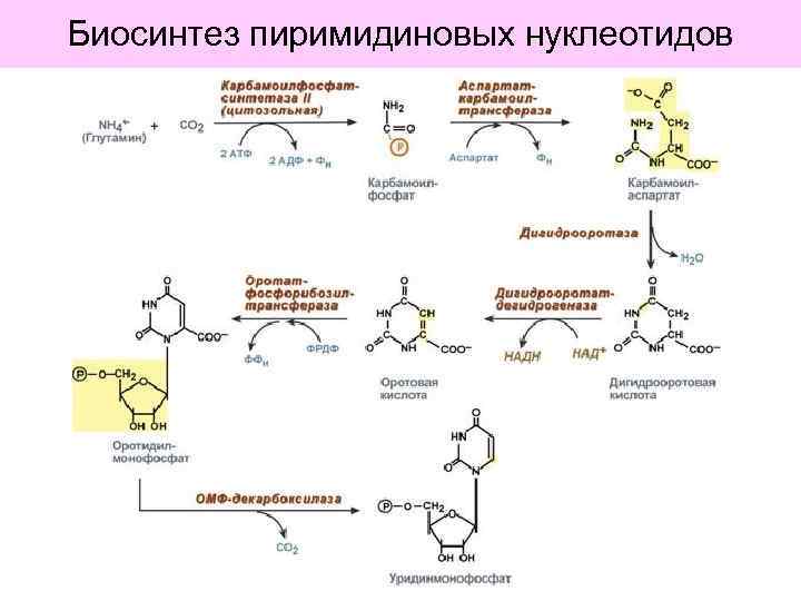 Биосинтез пиримидиновых нуклеотидов 