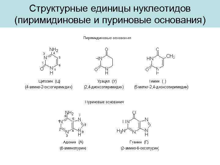 Структурные единицы нуклеотидов (пиримидиновые и пуриновые основания) 