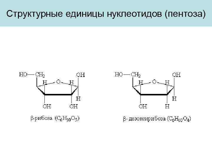 Структурные единицы нуклеотидов (пентоза) 