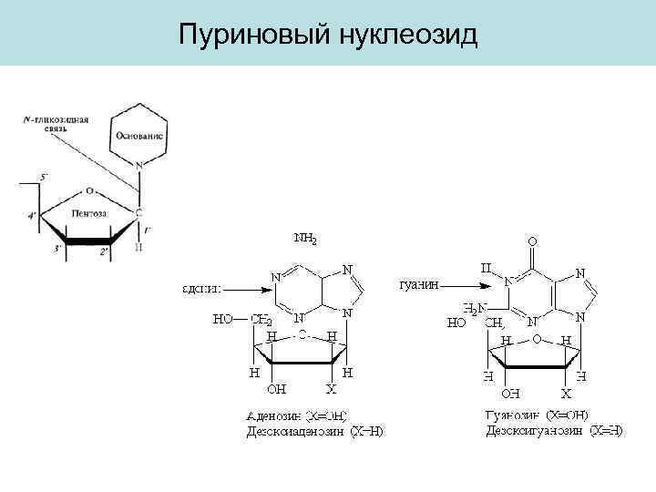 Пуриновый нуклеозид 