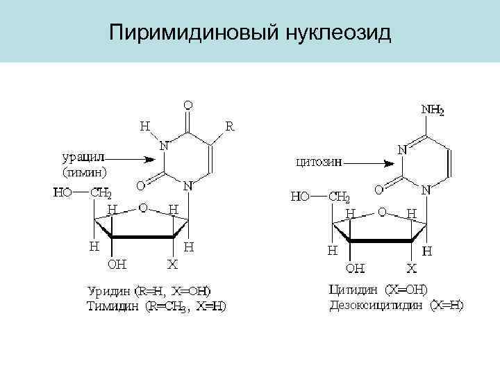 Схема образования дезоксицитидина