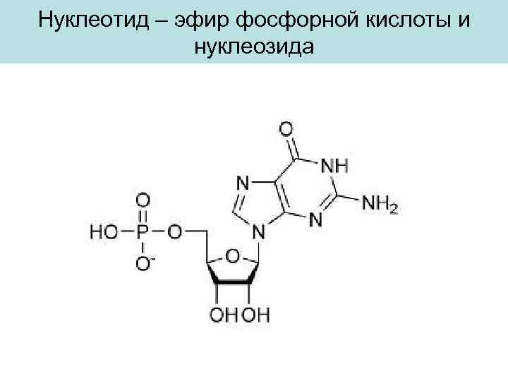 Нуклеотид – эфир фосфорной кислоты и нуклеозида 