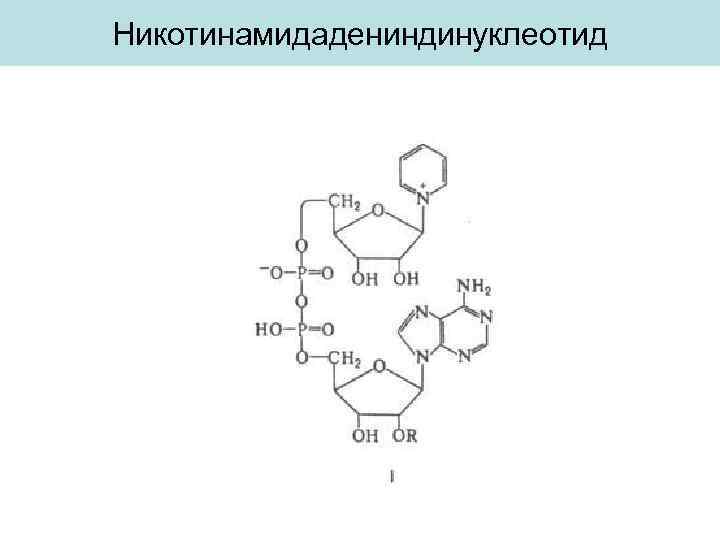 Никотинамидадениндинуклеотид 