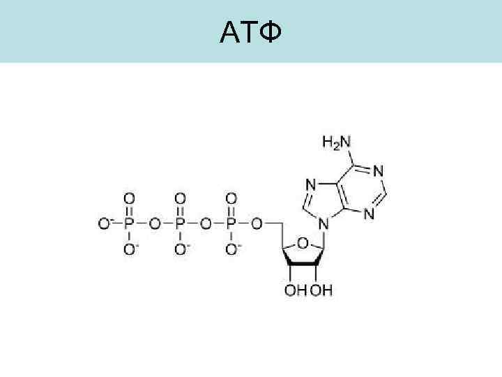 АТФ 