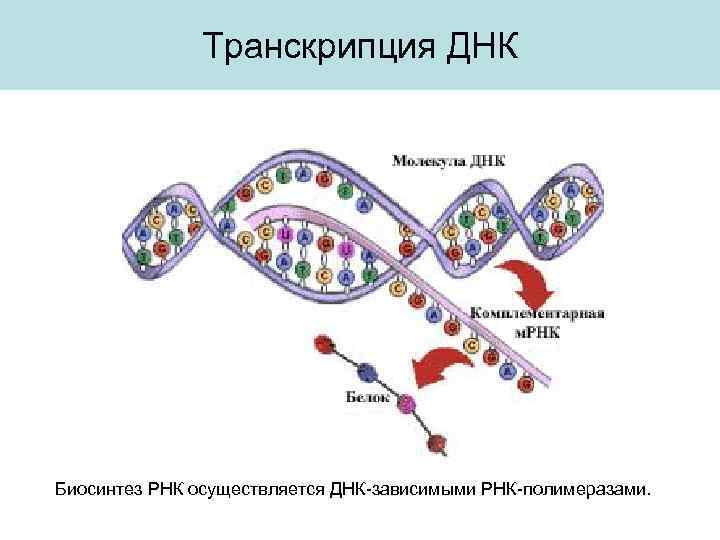 Транскрипция ДНК Биосинтез РНК осуществляется ДНК-зависимыми РНК-полимеразами. 