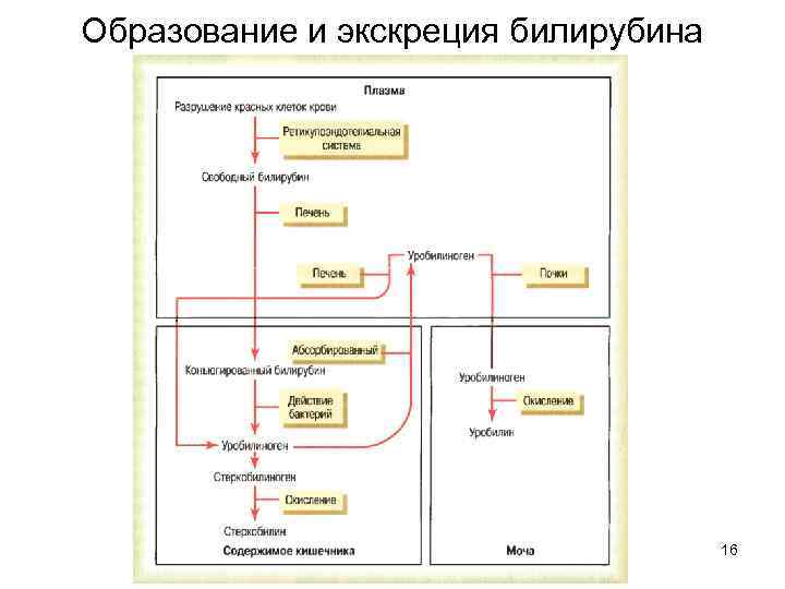 Образование и экскреция билирубина 16 