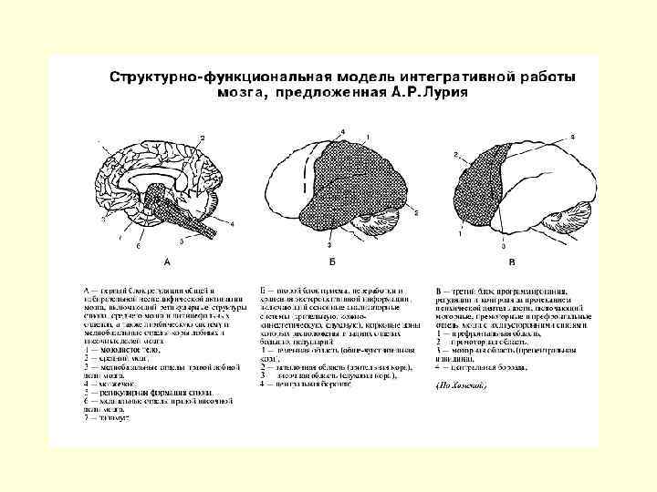 Лурия схема нейропсихологического исследования