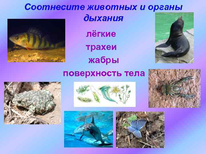 Соотнесите животных и органы дыхания лёгкие трахеи жабры поверхность тела 