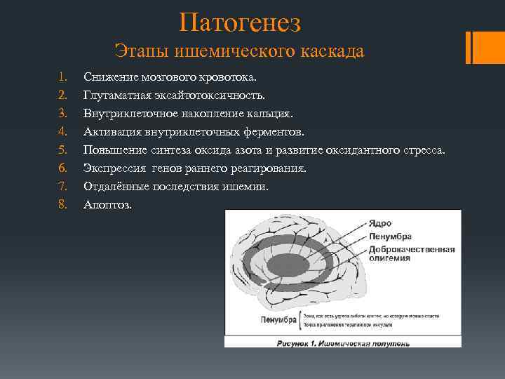 Патогенез Этапы ишемического каскада 1. 2. 3. 4. 5. 6. 7. 8. Снижение мозгового