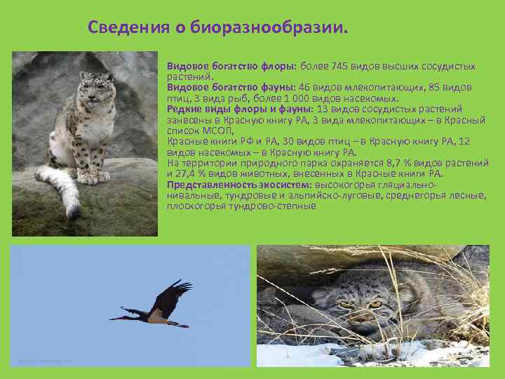 Сведения о биоразнообразии. Видовое богатство флоры: более 745 видов высших сосудистых растений. Видовое богатство