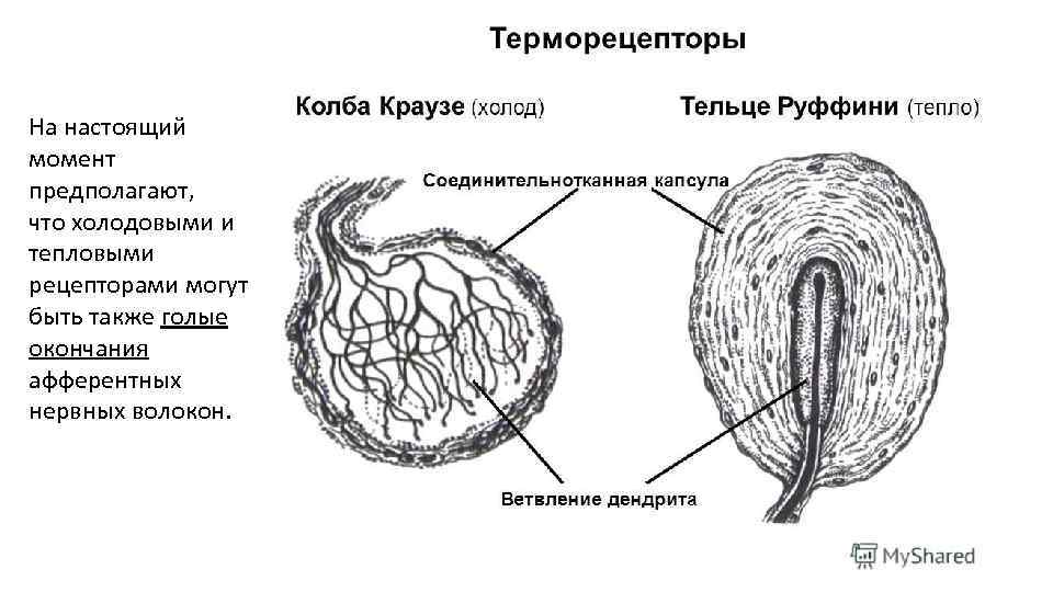 На настоящий момент предполагают, что холодовыми и тепловыми рецепторами могут быть также голые окончания