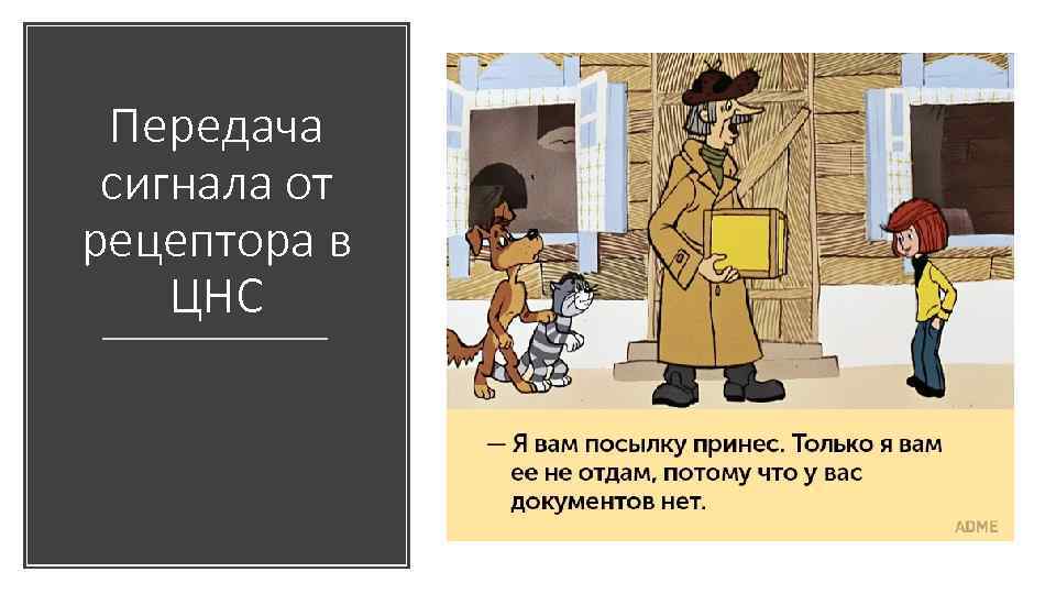 Передача сигнала от рецептора в ЦНС 