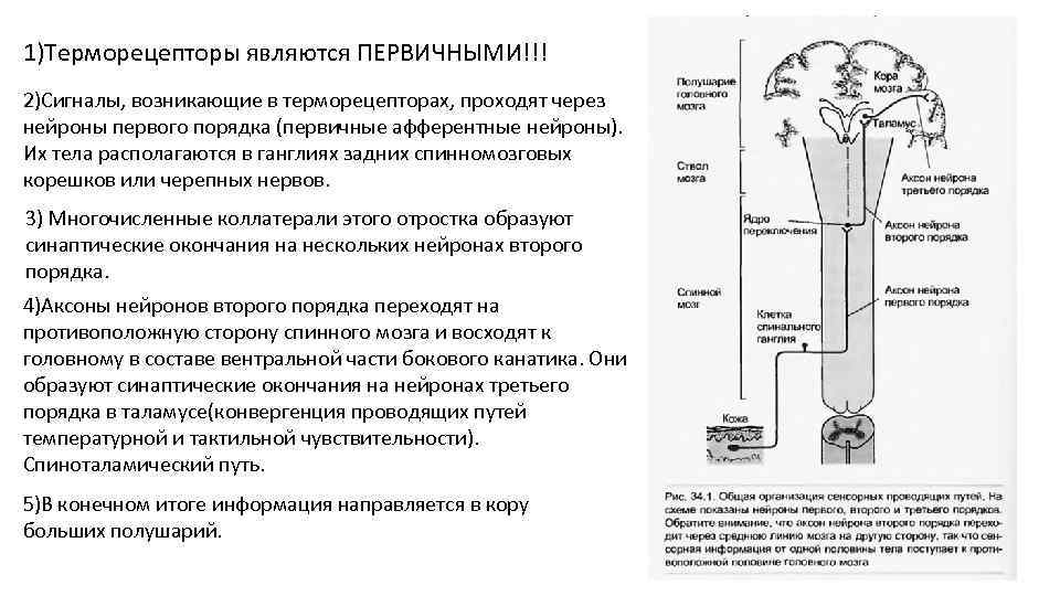 1)Терморецепторы являются ПЕРВИЧНЫМИ!!! 2)Сигналы, возникающие в терморецепторах, проходят через нейроны первого порядка (первичные афферентные