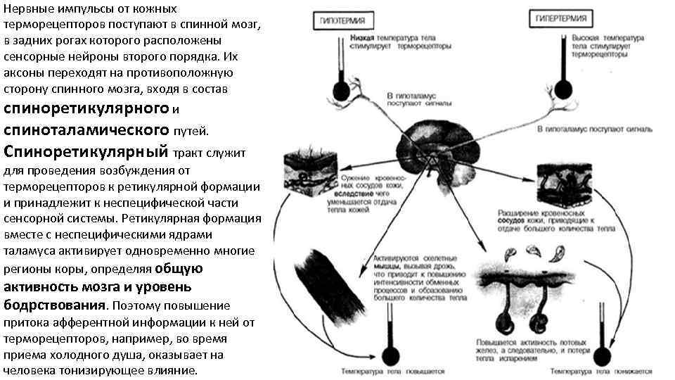 Нервные импульсы от кожных терморецепторов поступают в спинной мозг, в задних рогах которого расположены
