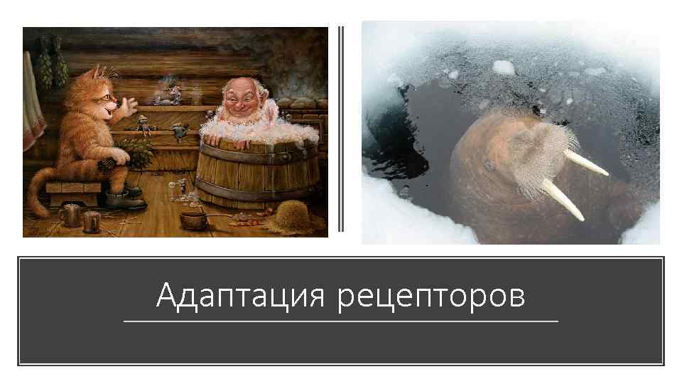 Адаптация рецепторов 