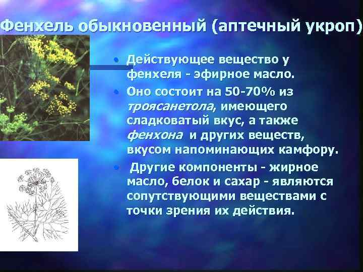 Фенхель обыкновенный (аптечный укроп) • Действующее вещество у фенхеля - эфирное масло. • Оно